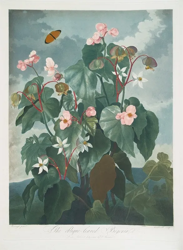 The Oblique Leaved Begonia by Robert John Thornton - Canvas Print