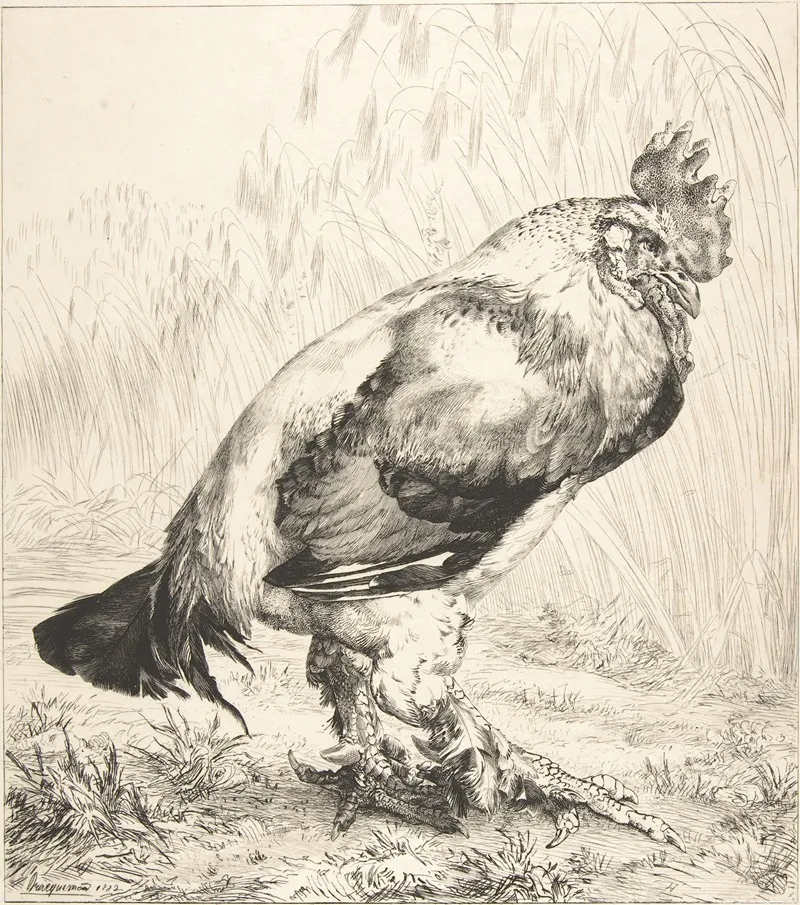 The Old Cock 2