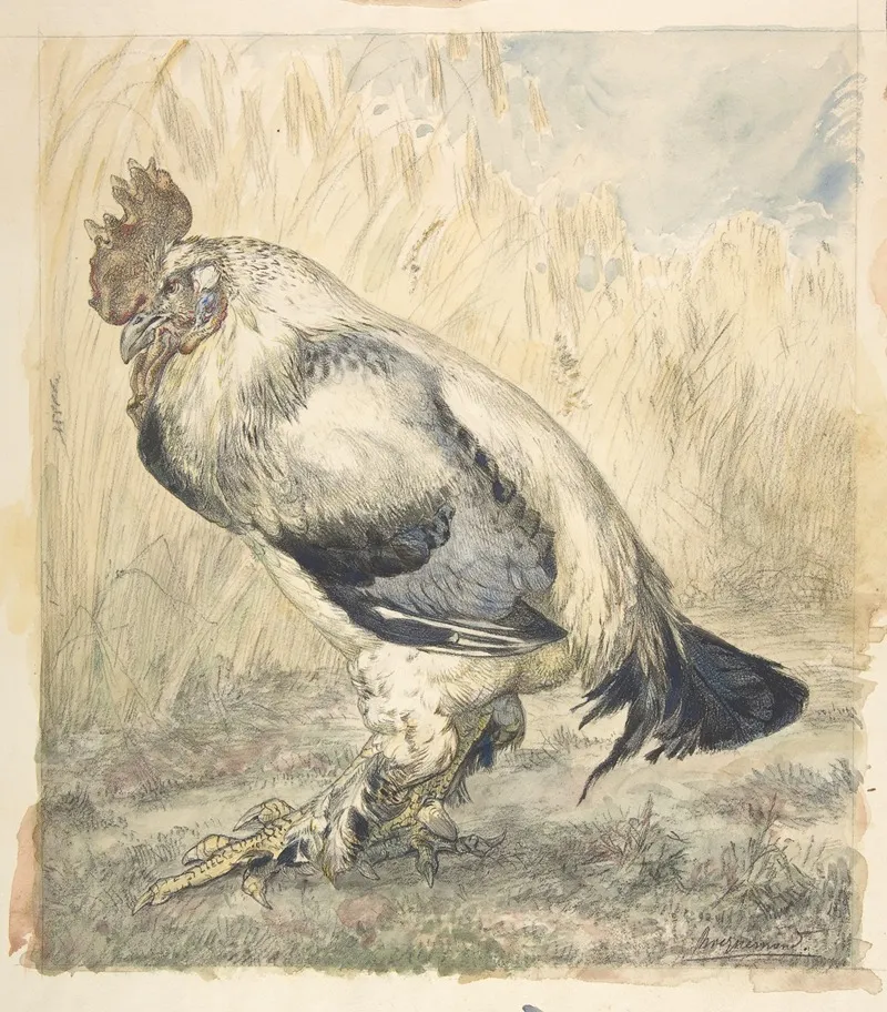 The Old Cock 3