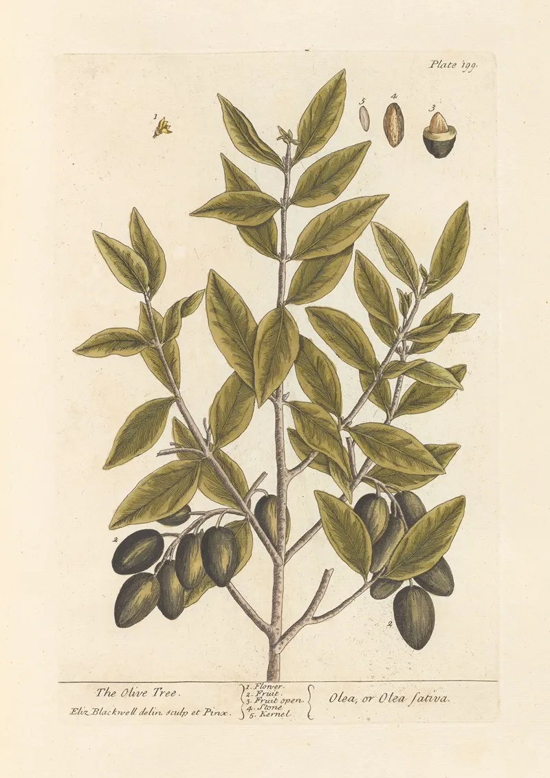 The Olive Tree