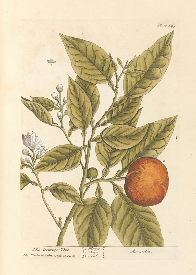 The Orange Tree