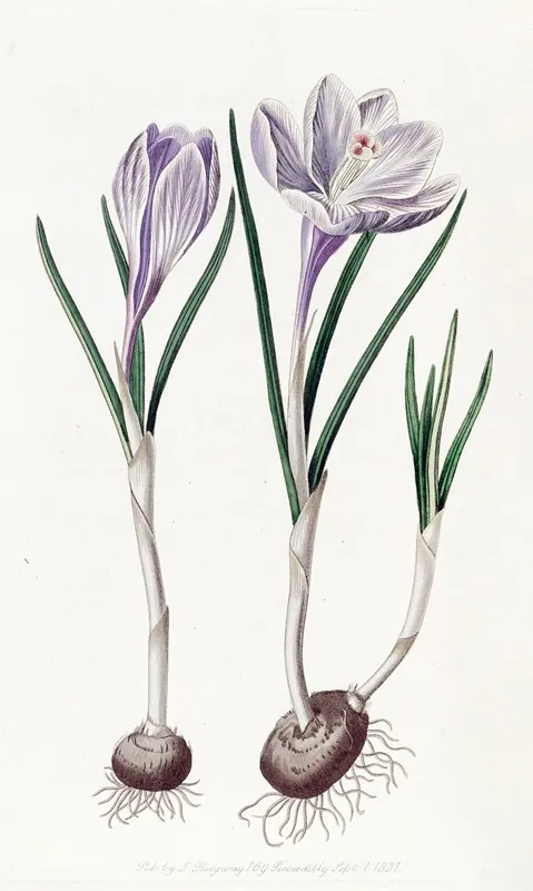 The Painted Vernal Crocus