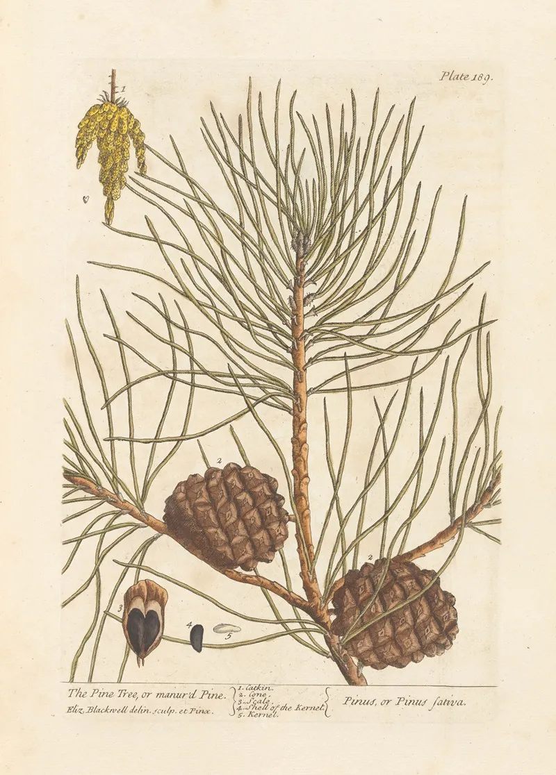 The Pine Tree Or Manurd Pine