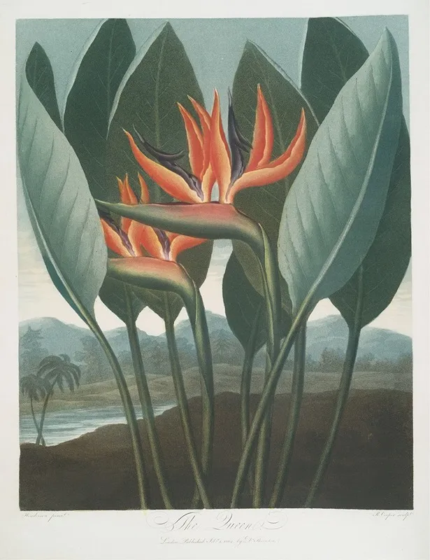 The Queen 2 by Robert John Thornton - Canvas Print