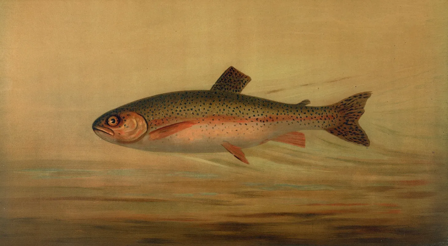 The Rainbow Trout Salmo Irideus by John L. Petrie - Canvas Print