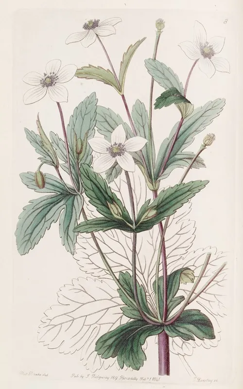 The Rill Anemone