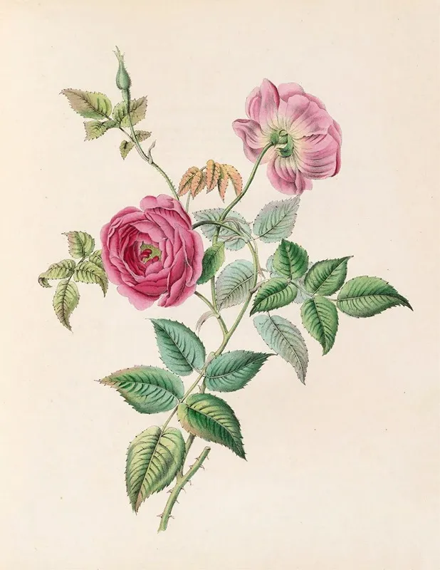 The Rose
