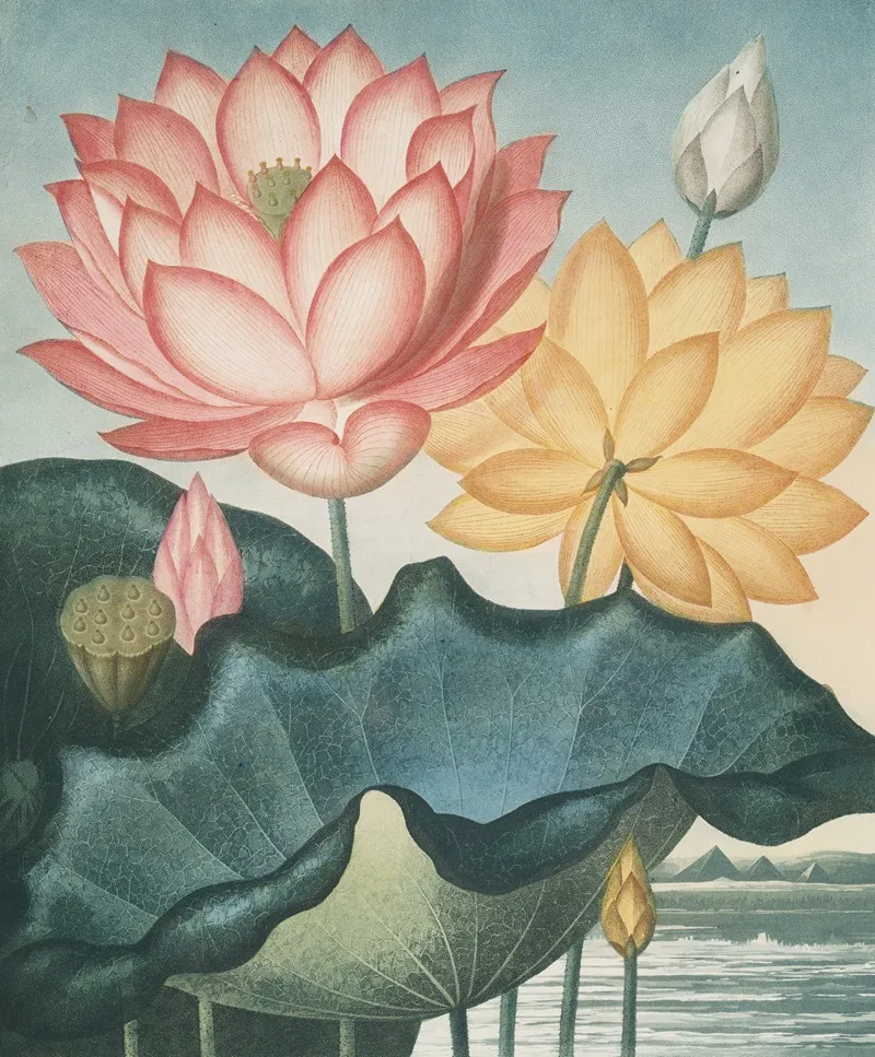 The Sacred Egyptian Bean 2