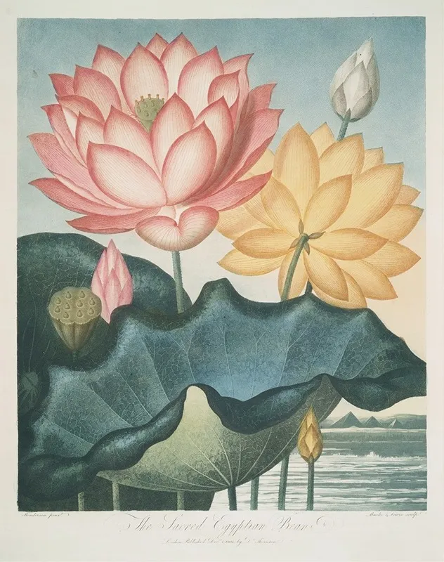 The Sacred Egyptian Bean by Robert John Thornton - Canvas Print