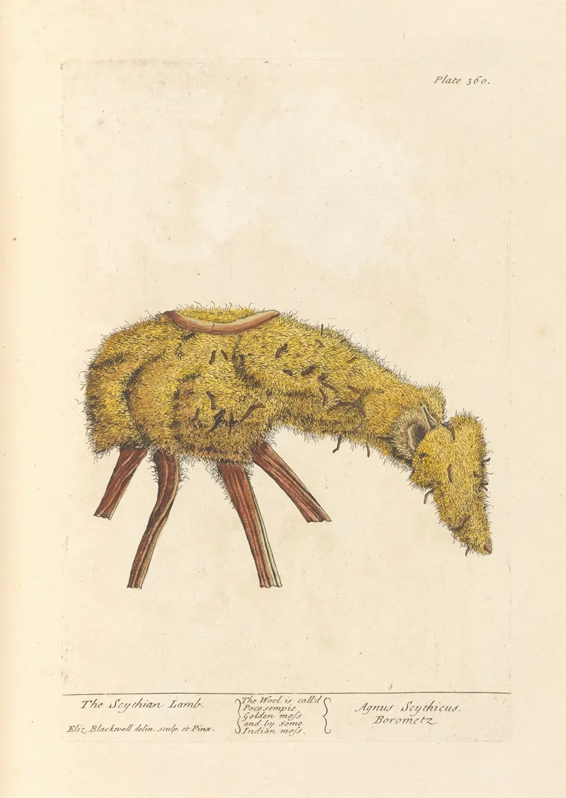 The Scythian Lamb