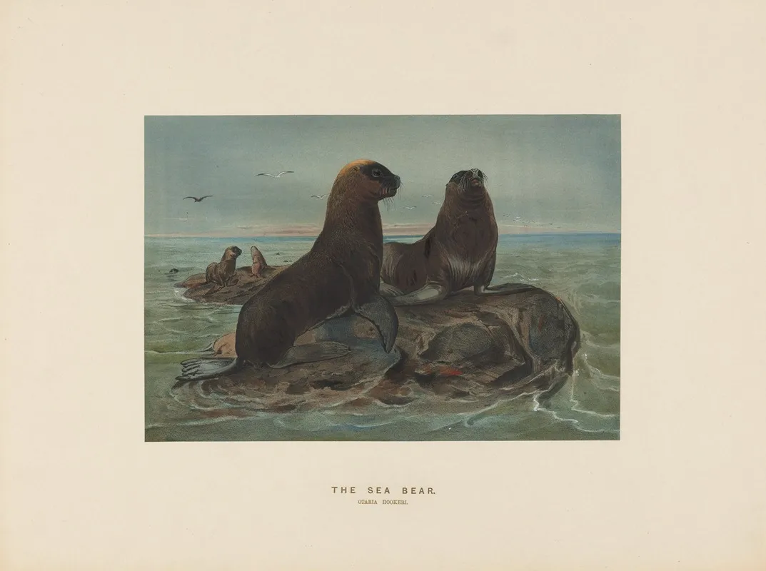 The Sea Bear 2 by Joseph Wolf - Canvas Print