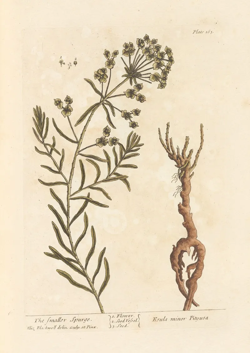 The Smaller Spurge