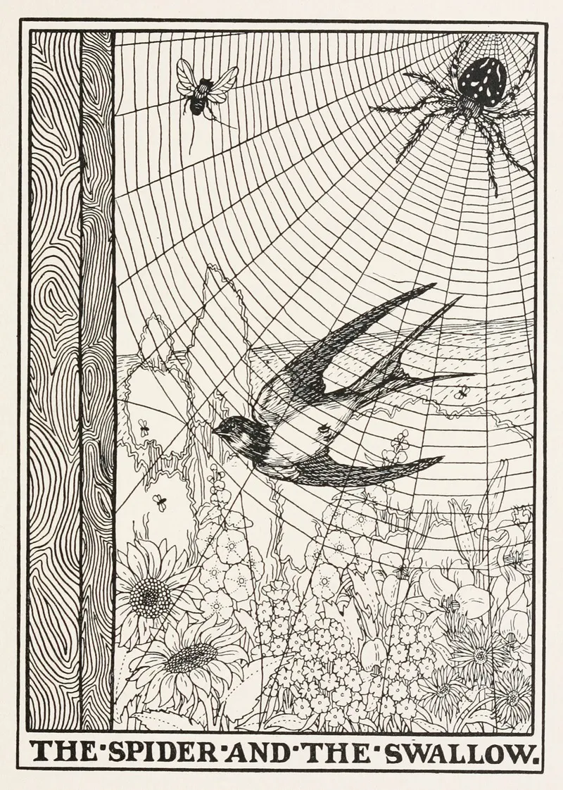The Spider And The Swallow
