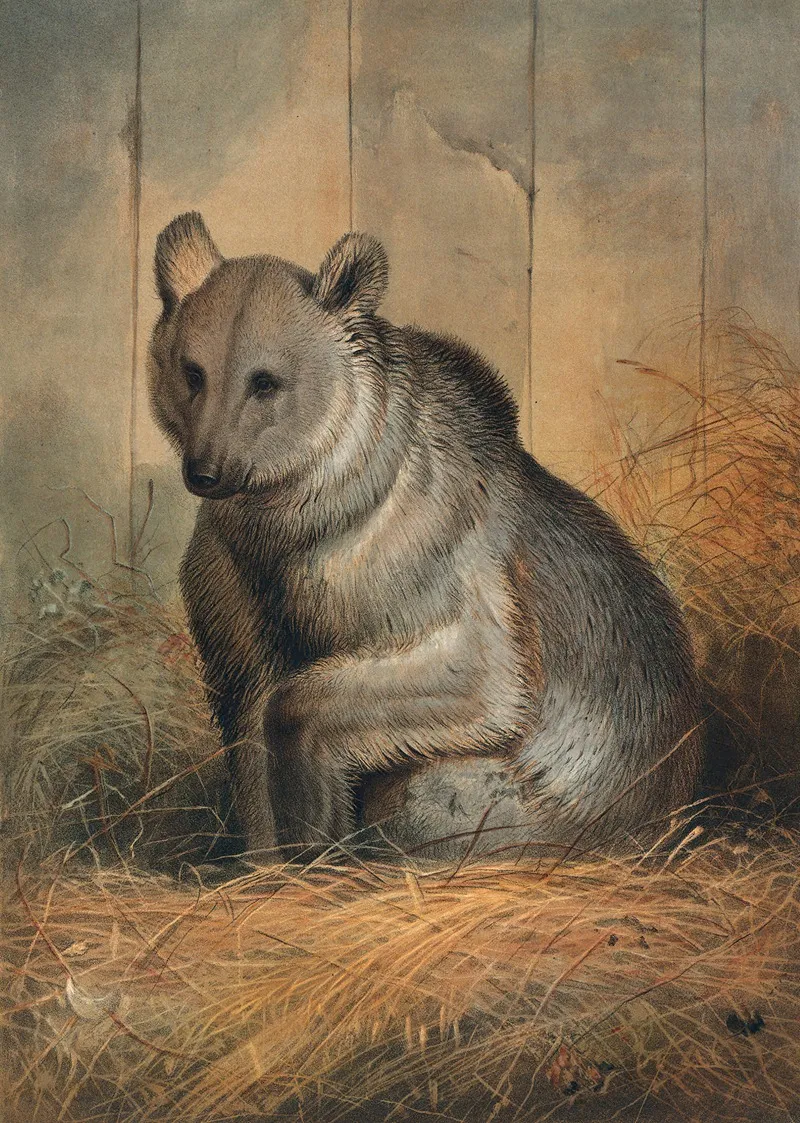 The Syrian Bear by Joseph Wolf - Canvas Print