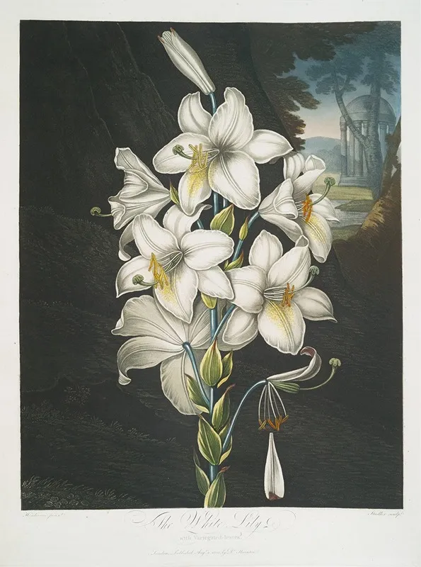 The White Lily With Varigated Leaves by Robert John Thornton - Canvas Print