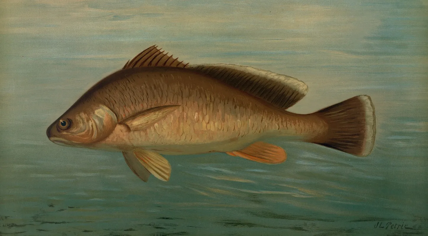 The Yellow Perch Perca Flaverscens by John L. Petrie - Canvas Print