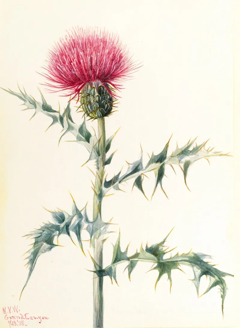 Thistle Cirsium Arizonica