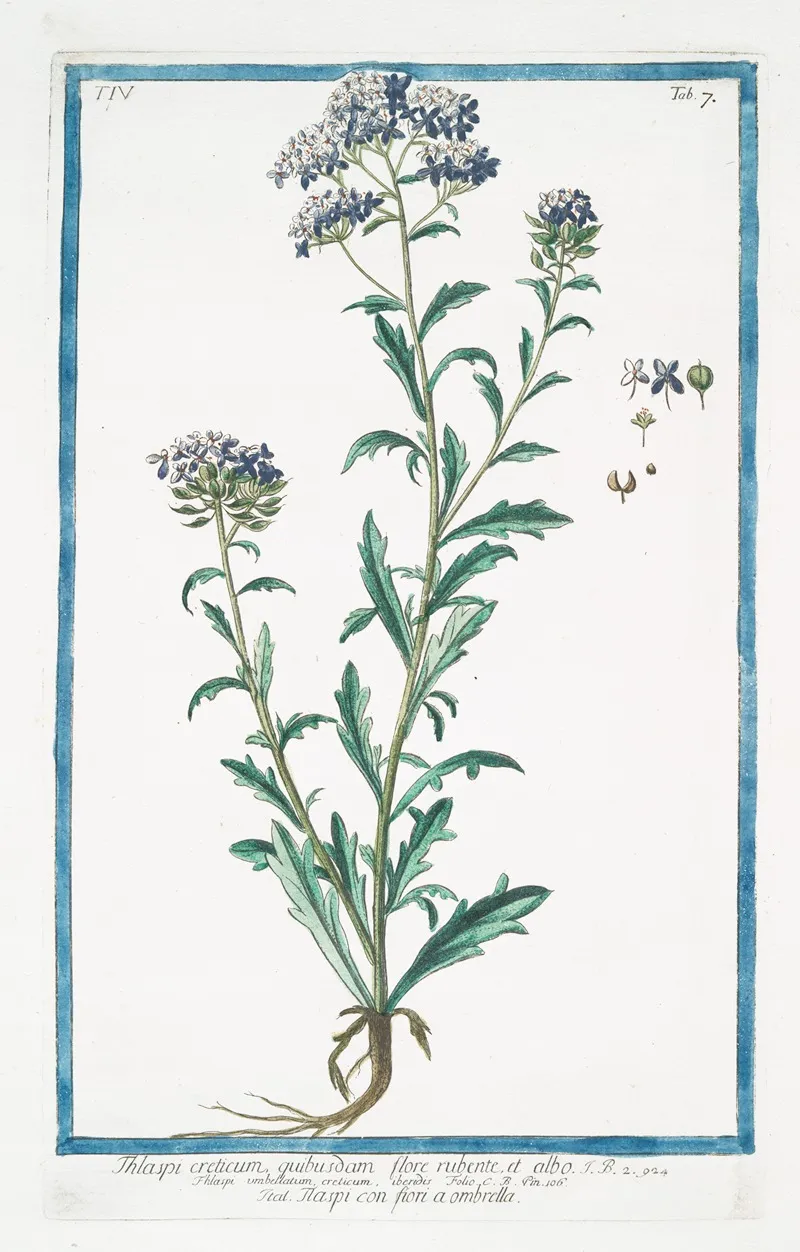 Thlaspi Creticum Quibusdam Flore Rubente Et Albo Thlaspi Con Fiori A Ombrella Pennycress From Crete