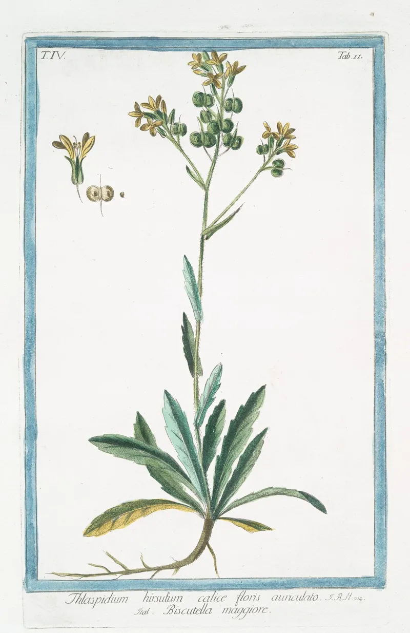 Thlaspidium Hirsutum Calice Floris Auriculato Biscutella Maggiore Hairy Pennycress
