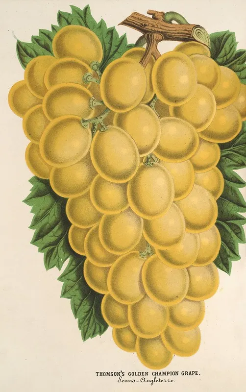 Thomsons Golden Champion Grape
