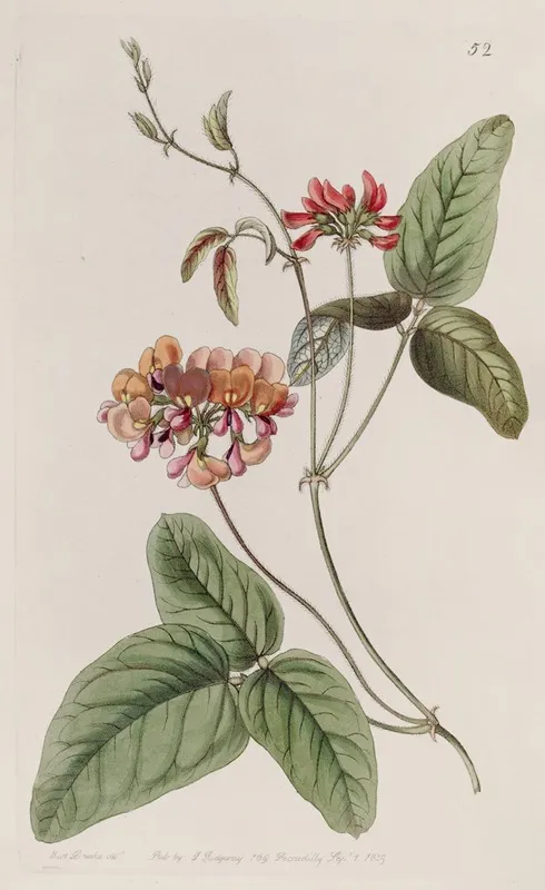 Three Coloured Zichya