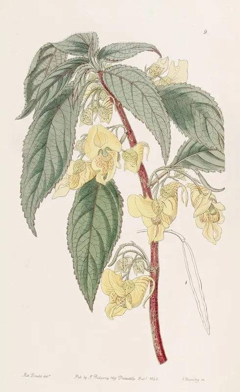 Three Horned Balsam