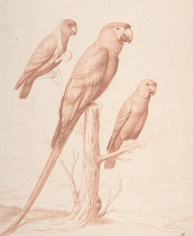 Three Parrots by Nicolas Robert - Canvas Print