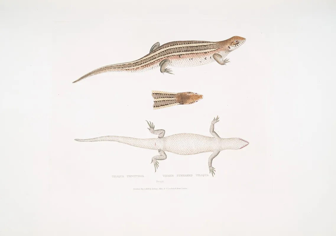 Three Streaked Tiliqua Tiliqua Trivittata