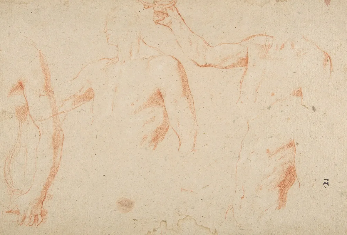 Three Studies Of A Male Torso For The Coronation Of Marcantonio Pasqualini