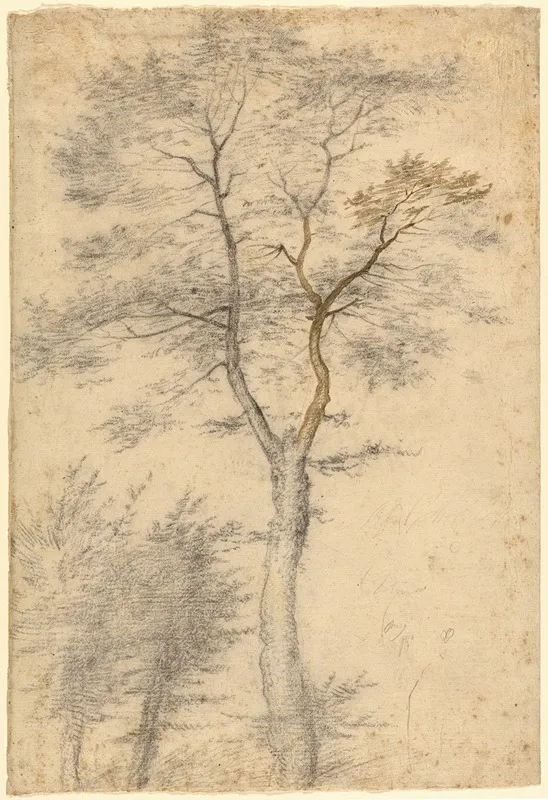 Three Studies Of Trees by Fra Bartolomeo - Canvas Print