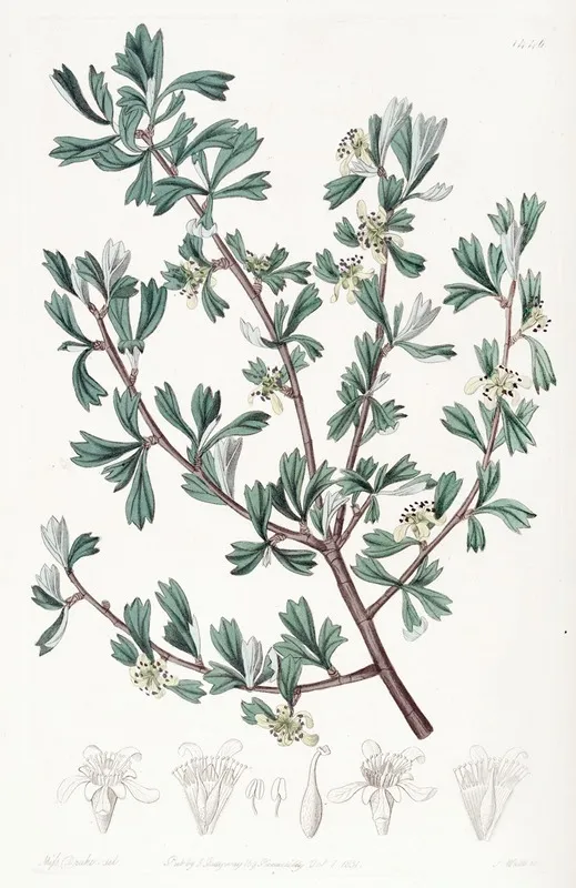 Three Toothed Purshia