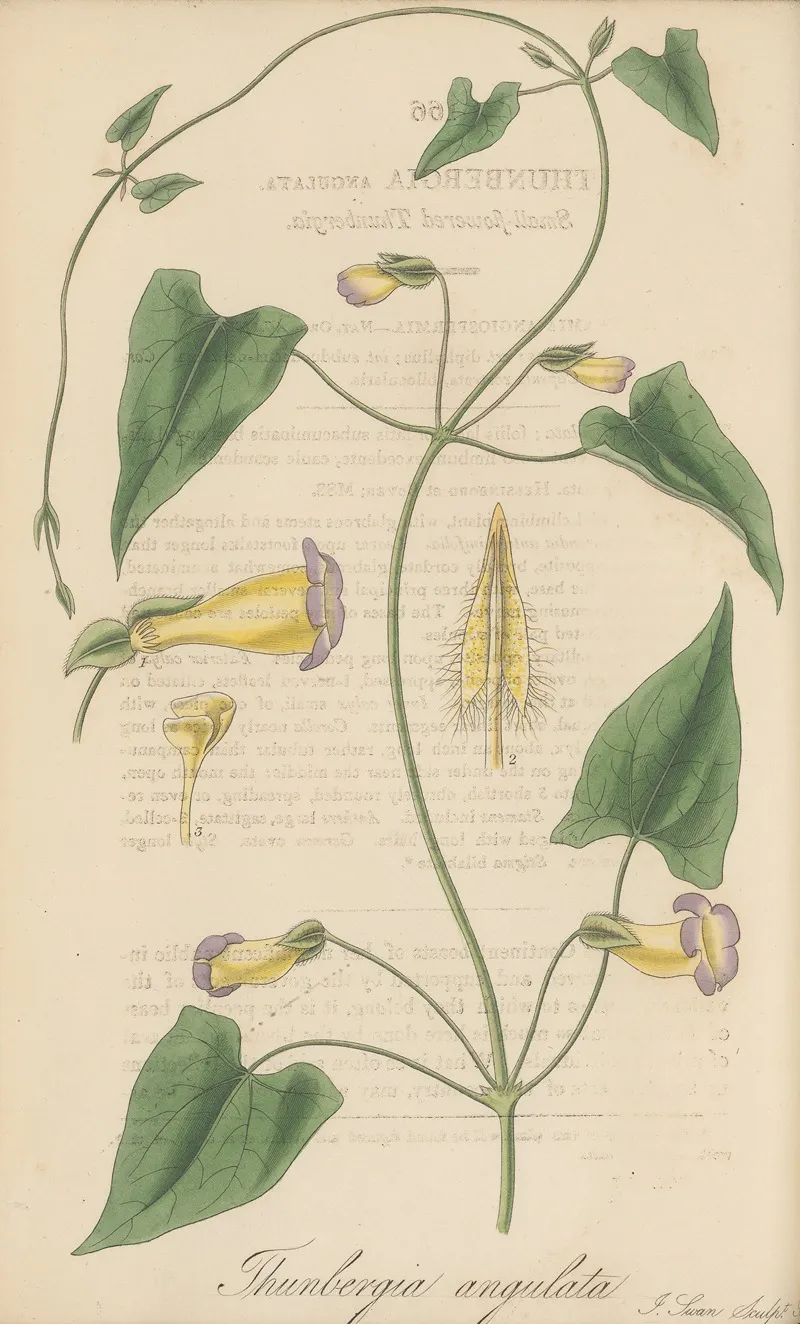 Thunbergia Angulata