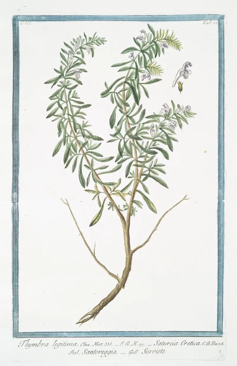 Thymbra Legitima Satureia Cretica Santoreggia Sarriete Summer Savory