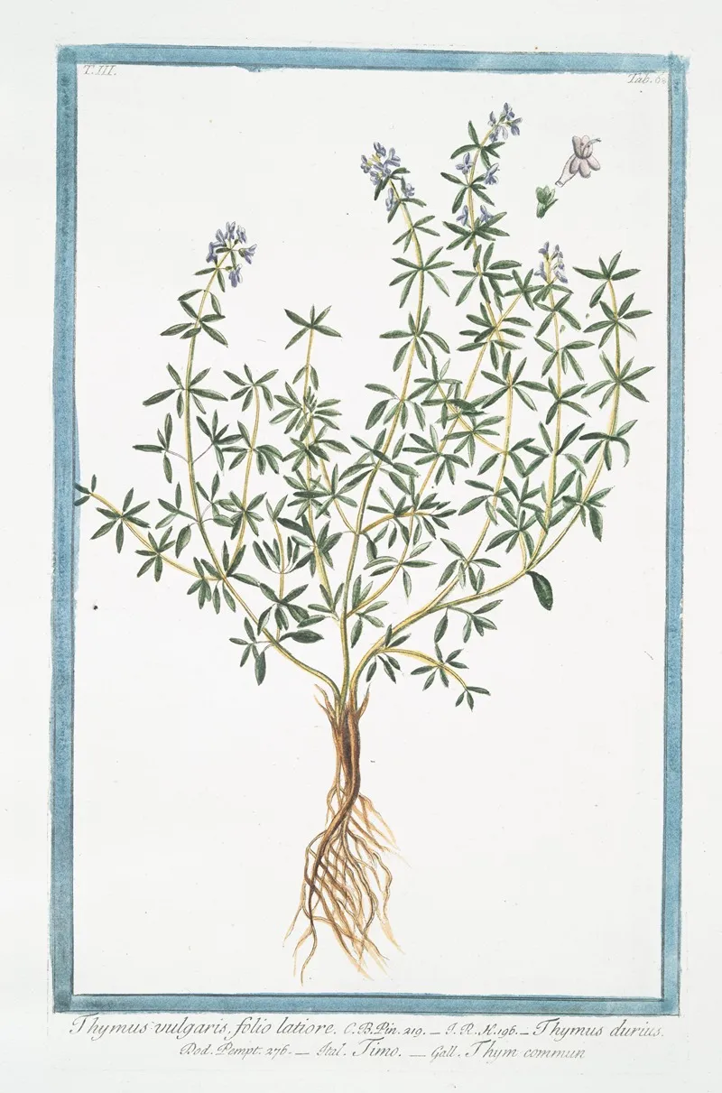 Thymus Vulgaris Folio Latiore Thymus Durius Timo Thym Commun Garden Thyme Common Thyme