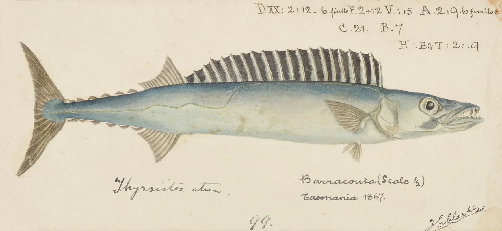 Thyrsites Atun Tas Barracouta