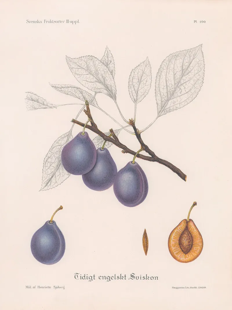 Tidigt Engelskt Sviskon