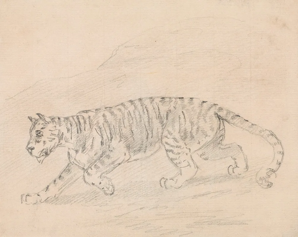 Tiger 7