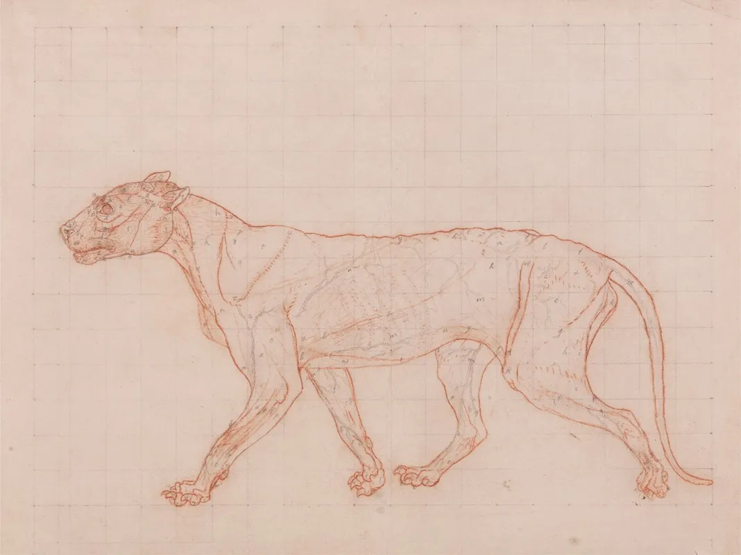 Tiger Body Lateral View 2