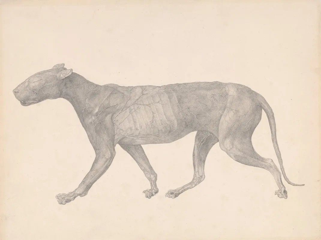 Tiger Lateral View With Skin And Tissue Removed