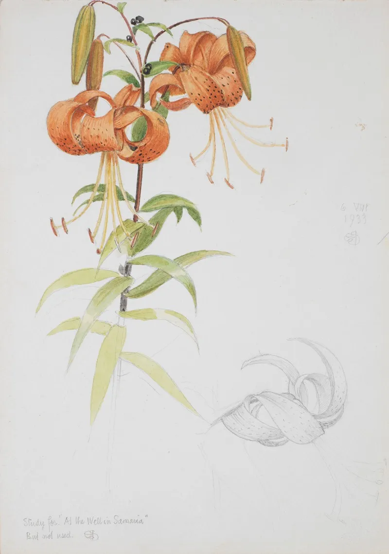 Tiger Lily