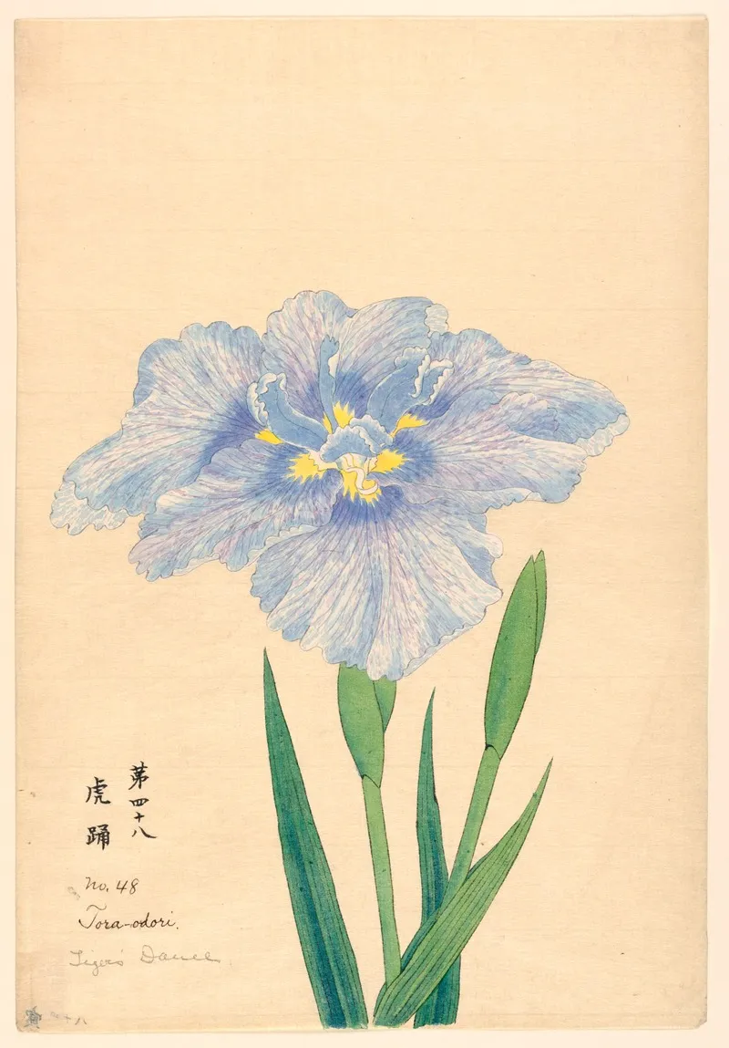 Tigers Dance Tora Odori