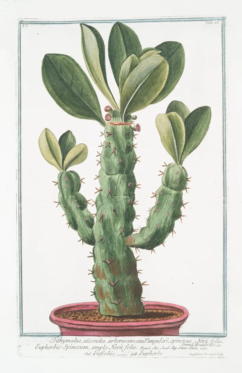 Tithymalus Aizooidesarborescens Caudce Angulari Spinosus Nerii Foliis Euphorbio Spinosum Ample Nerii Folio Euforbio Euphorbe