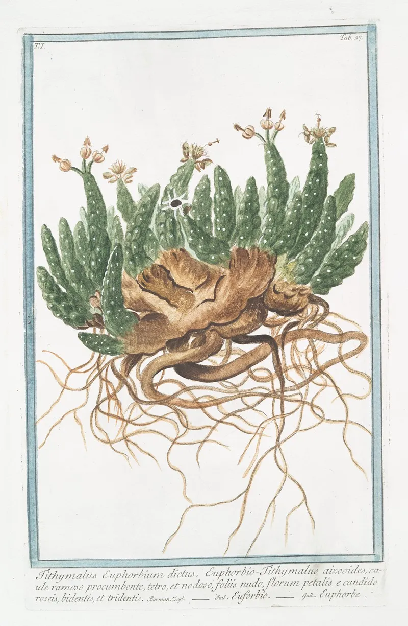Tithymalus Euphorbium Dictus Euphobio Tithymalus Aizooides Caule Ramoso Procumbente Tetro Et Nodoso Foliis Nudo Florum Petalis E Candido Roseis Bidentis Et Tridentis Euforbio