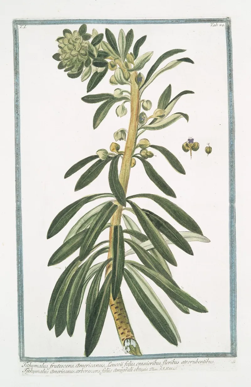 Tithymalus Frutescens Americanus Leucoii Foliis Crassioribus Floribus Atrorubentibus Tithymalus Americanus Arborescens Foliis Amygdali Obtusis