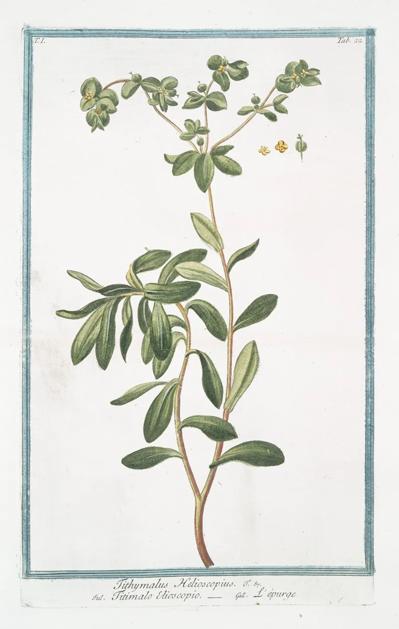 Tithymalus Helioscopius Titimalo Elioscopio Lepurge Wart Weed