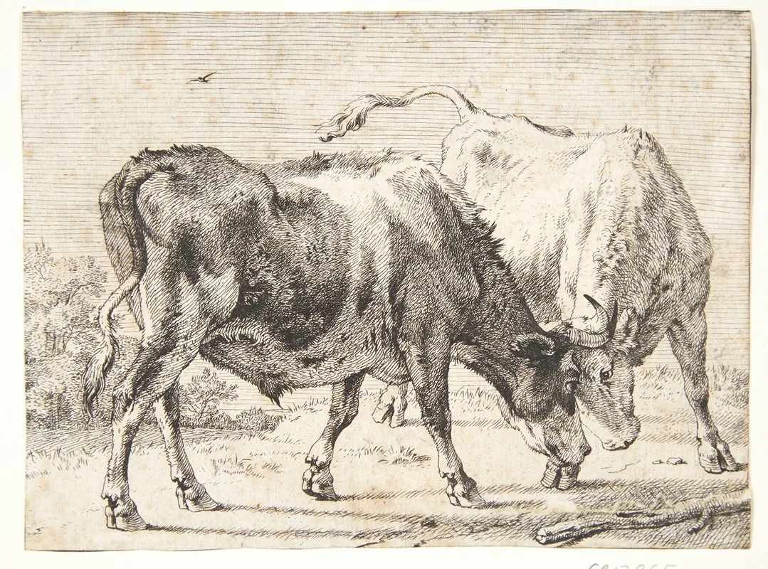 To Kaempende Okser by Paulus Potter - Canvas Print