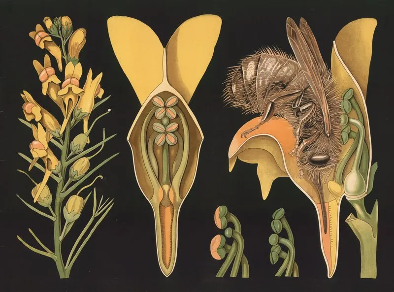 Toadflax Linaria Vulgaris