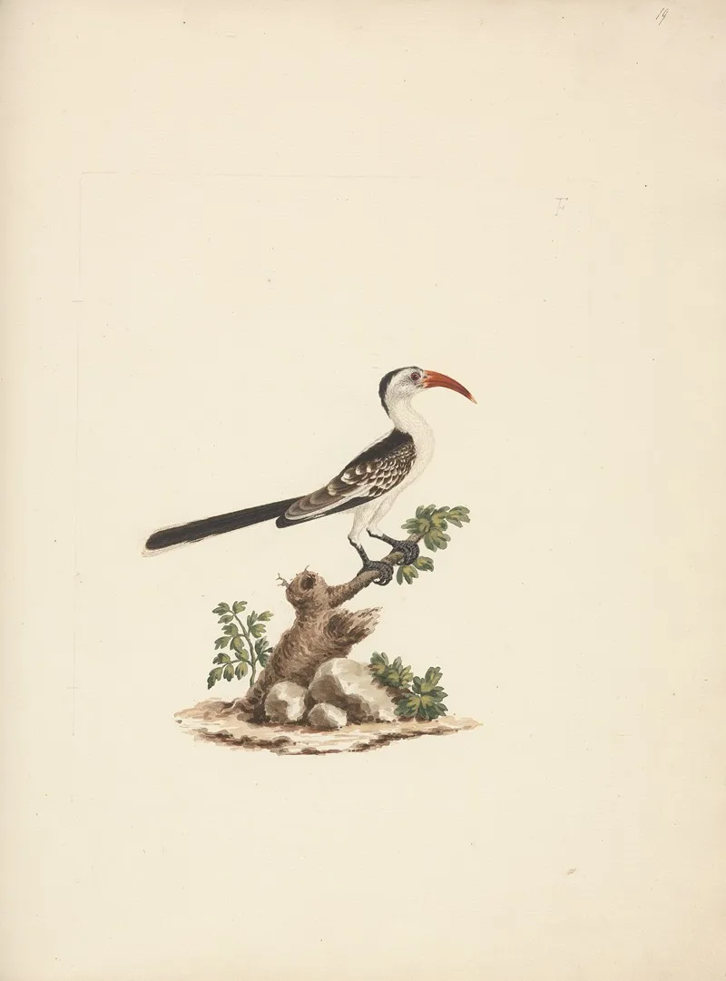 Tockus Jacksoni Jacksons Hornbill