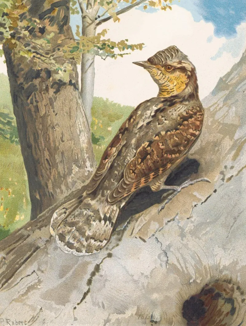 Torcol by Léo-Paul Robert - Canvas Print