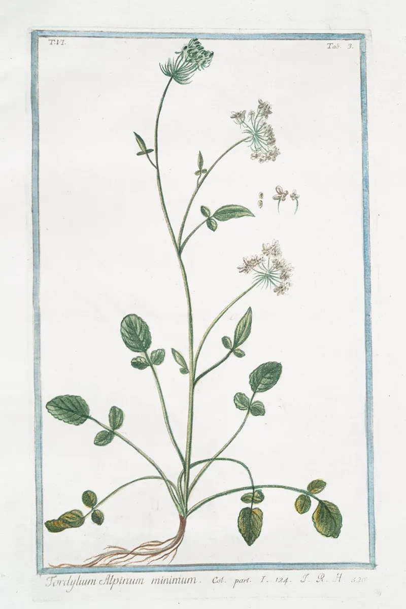 Tordyllum Alpinum Minimum Alpine Hartwort